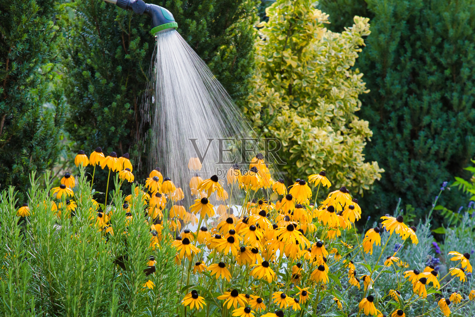 黄色盛开的松果花在背光中洒下照片摄影图片