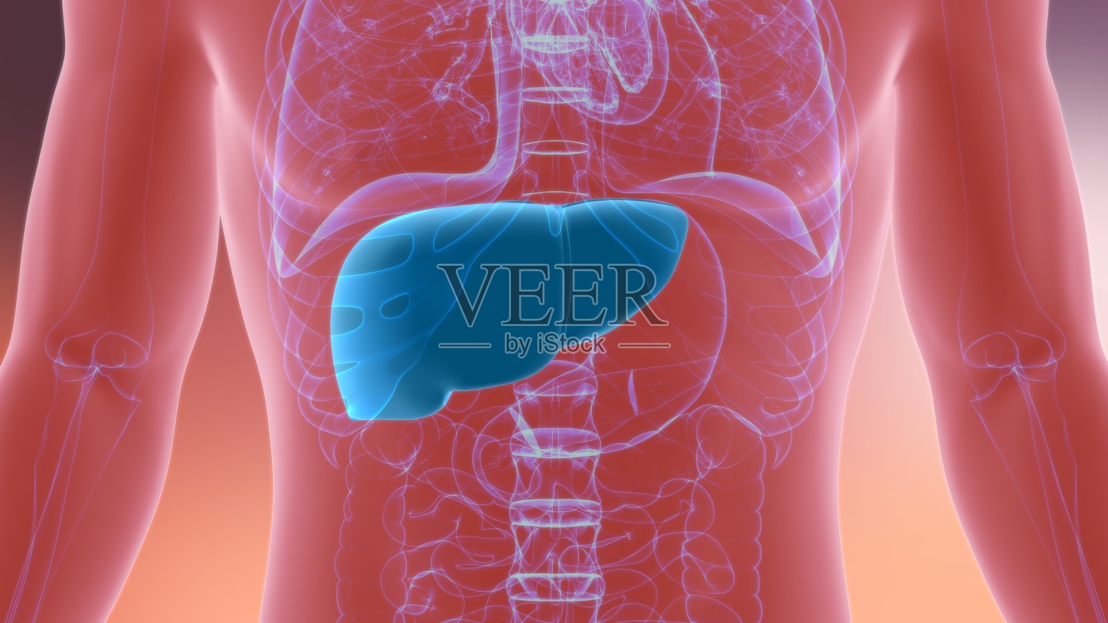 肝脏3D插图人体消化系统解剖照片摄影图片