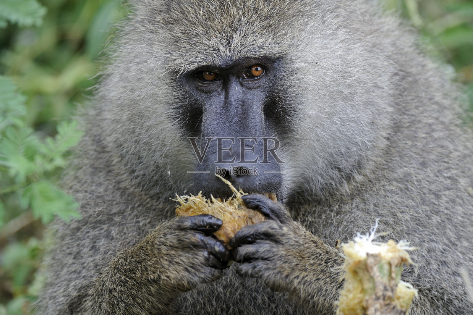 狒狒照片摄影图片