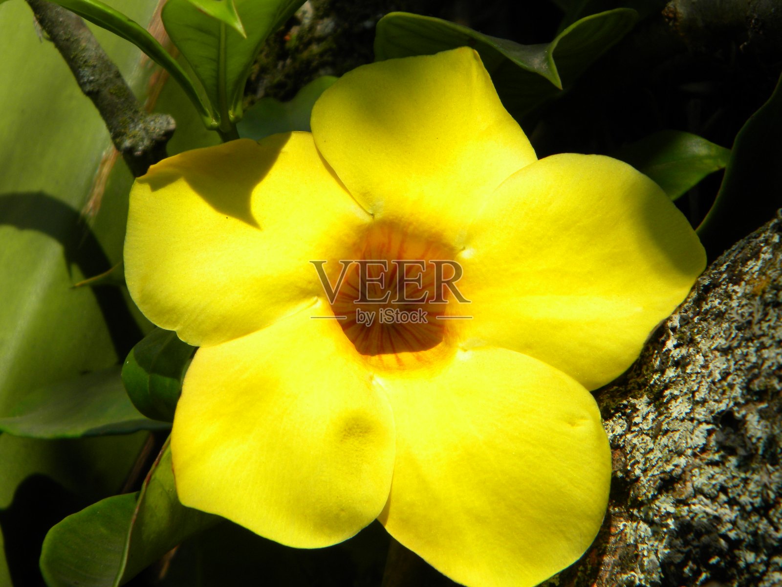 黄花在园丁照片摄影图片