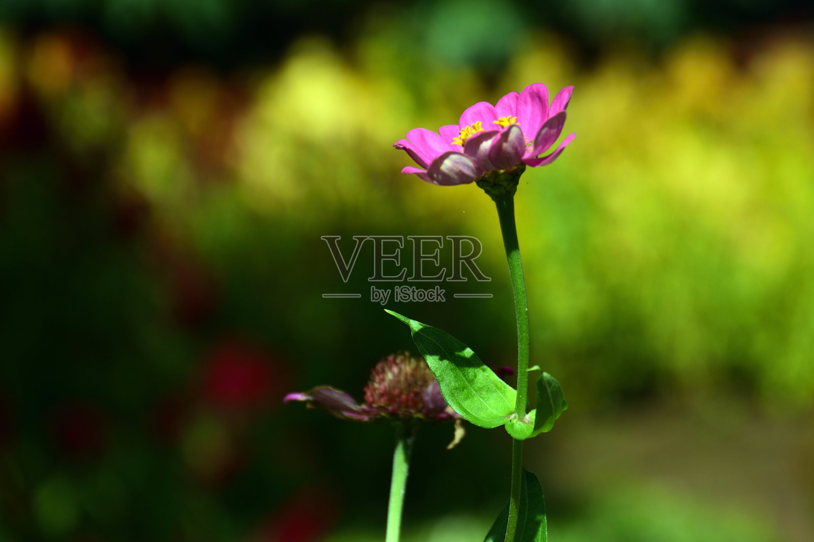 粉红色的花带着绿色的叶子照片摄影图片