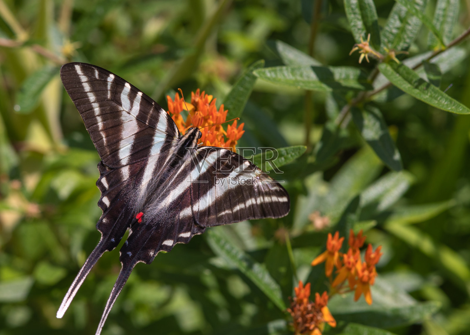 斑马燕尾蝶照片摄影图片