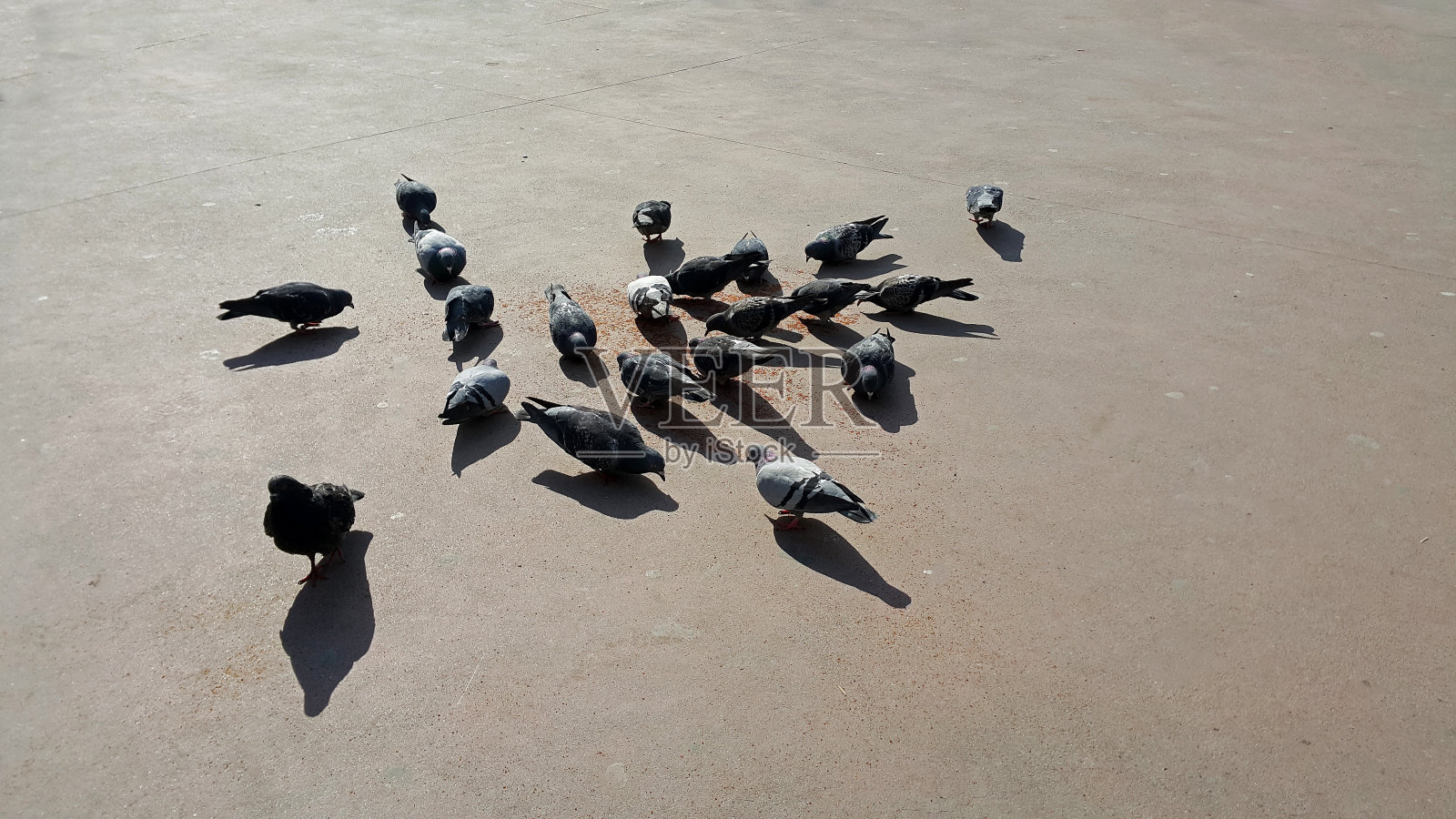 鸟照片摄影图片