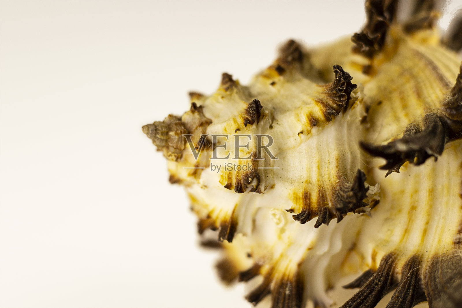 美丽的棕白色海贝在白色的背景。艺术摄影。有选择性的重点。照片摄影图片