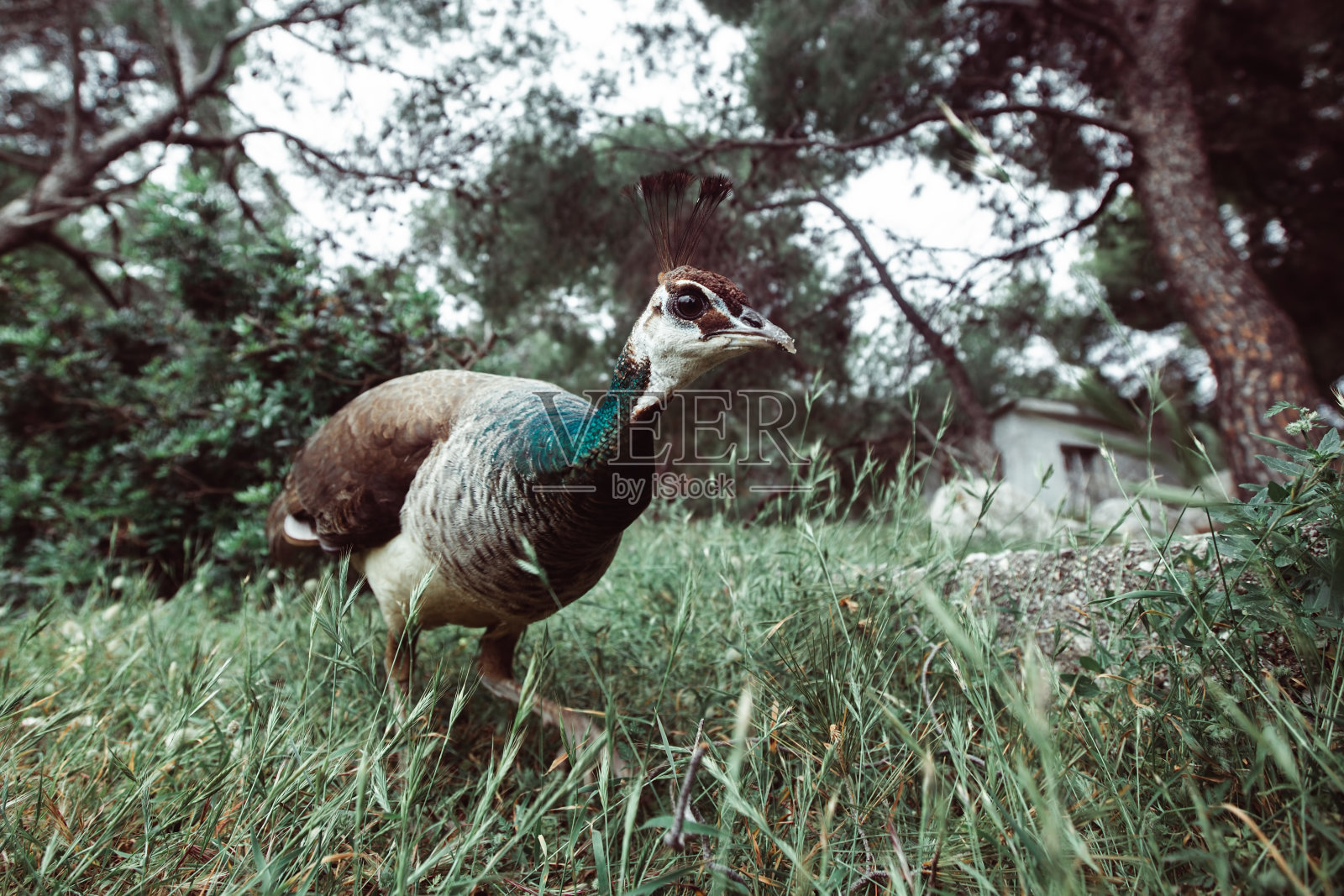 希腊莫尼岛上的小孔雀。照片摄影图片