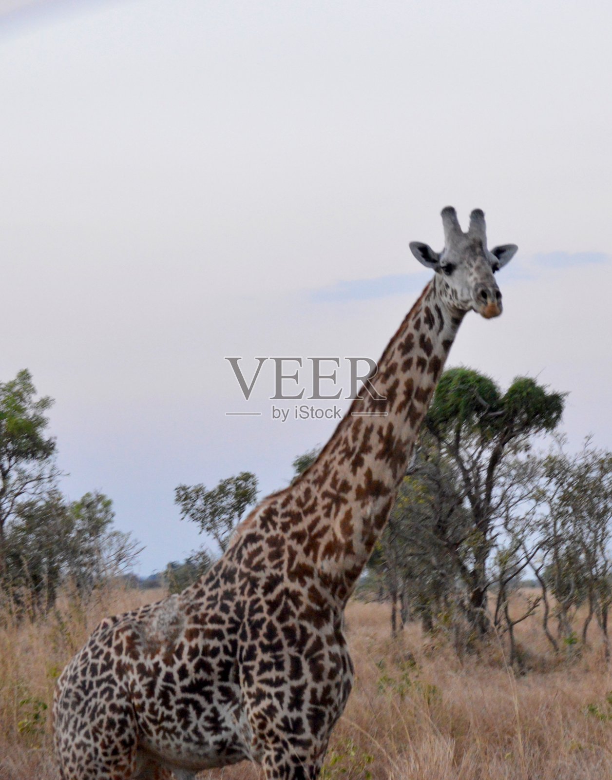 长颈鹿照片摄影图片