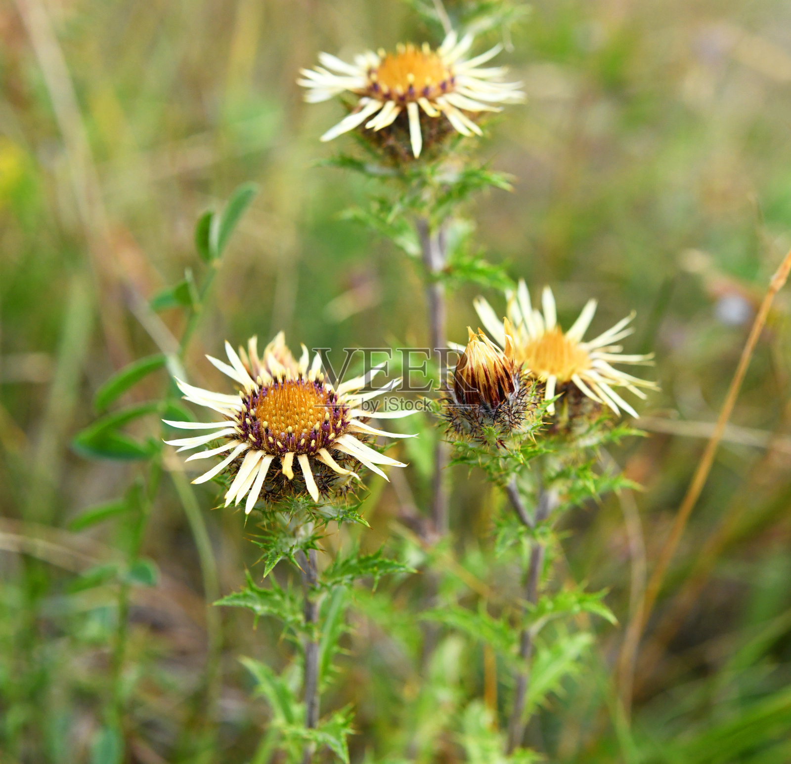 罗维寻常照片摄影图片