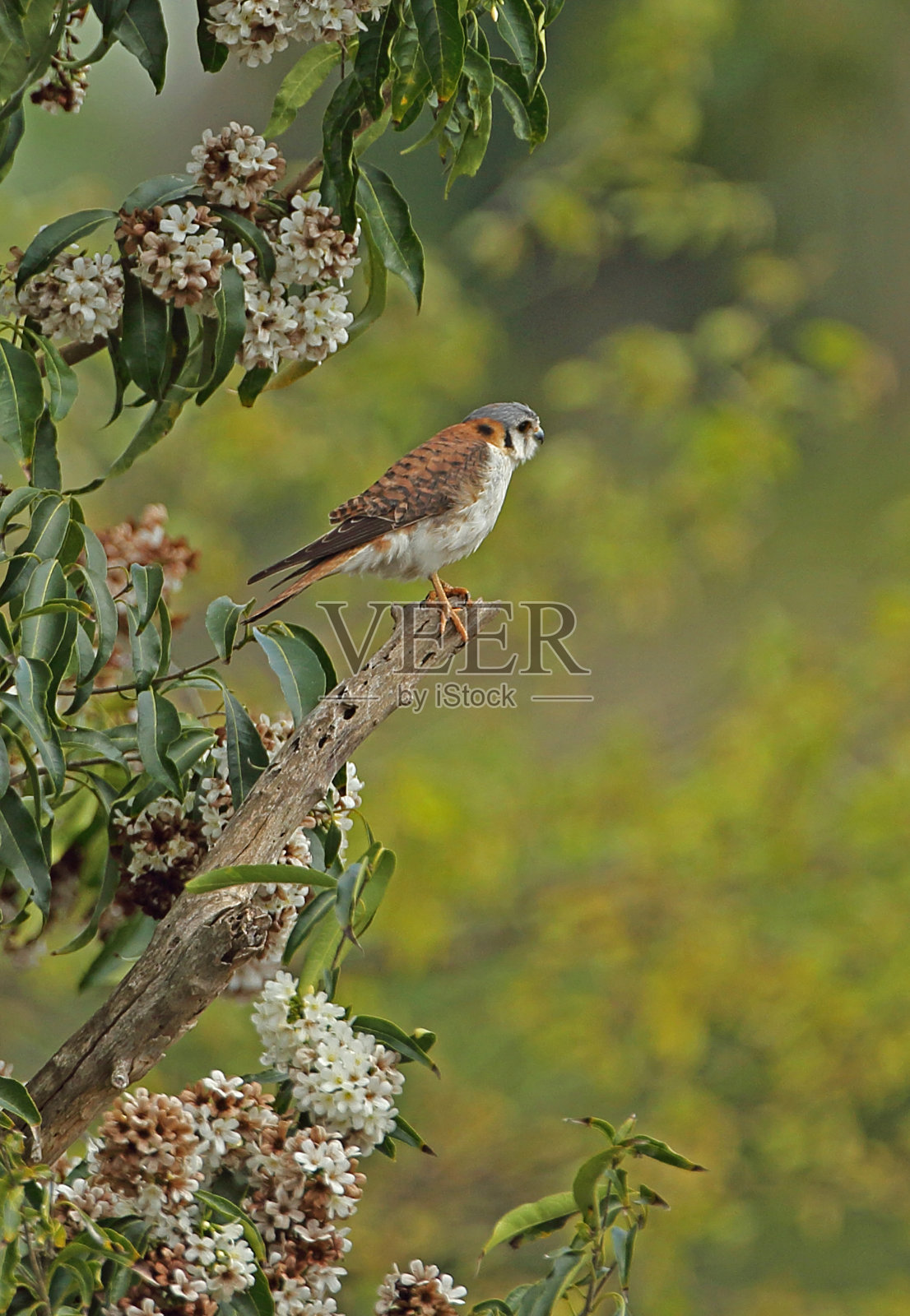 美国红隼照片摄影图片