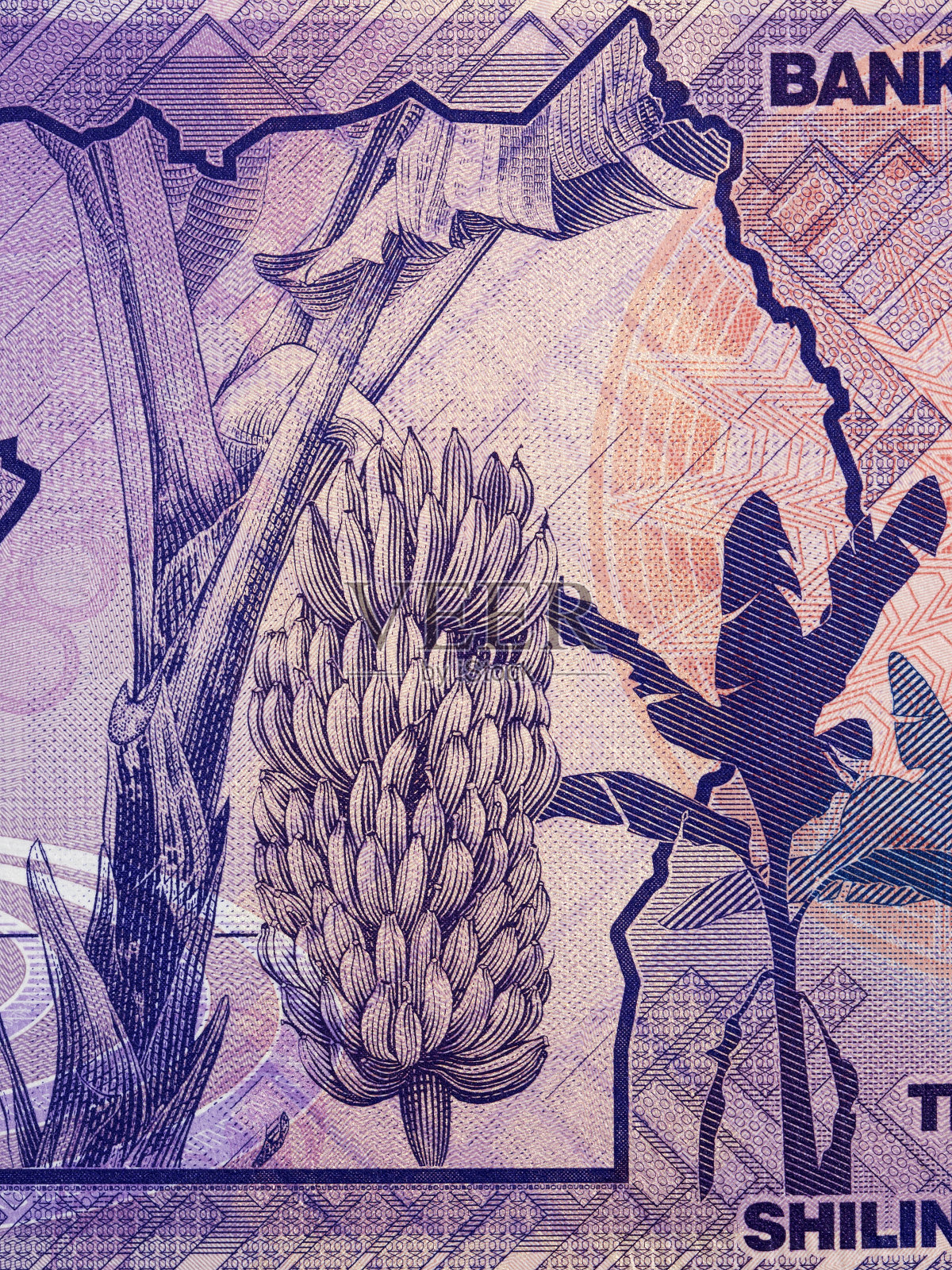 来自乌干达的香蕉树照片摄影图片