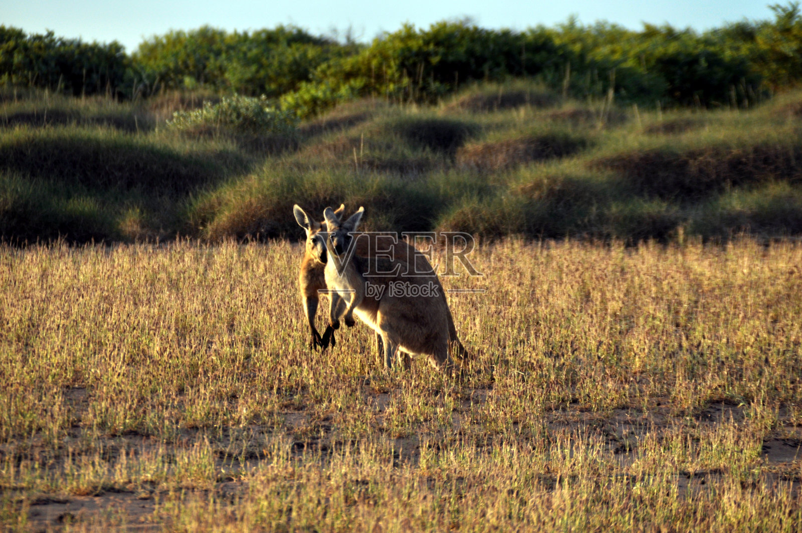 雄性和雌性红袋鼠在草原上照片摄影图片
