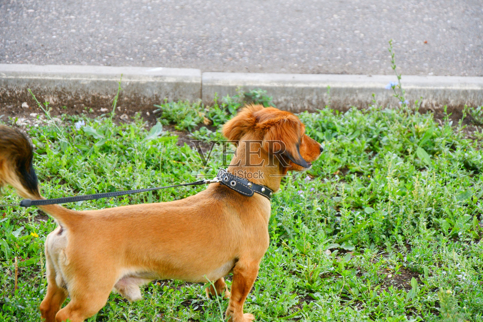 腊肠狗品种照片摄影图片