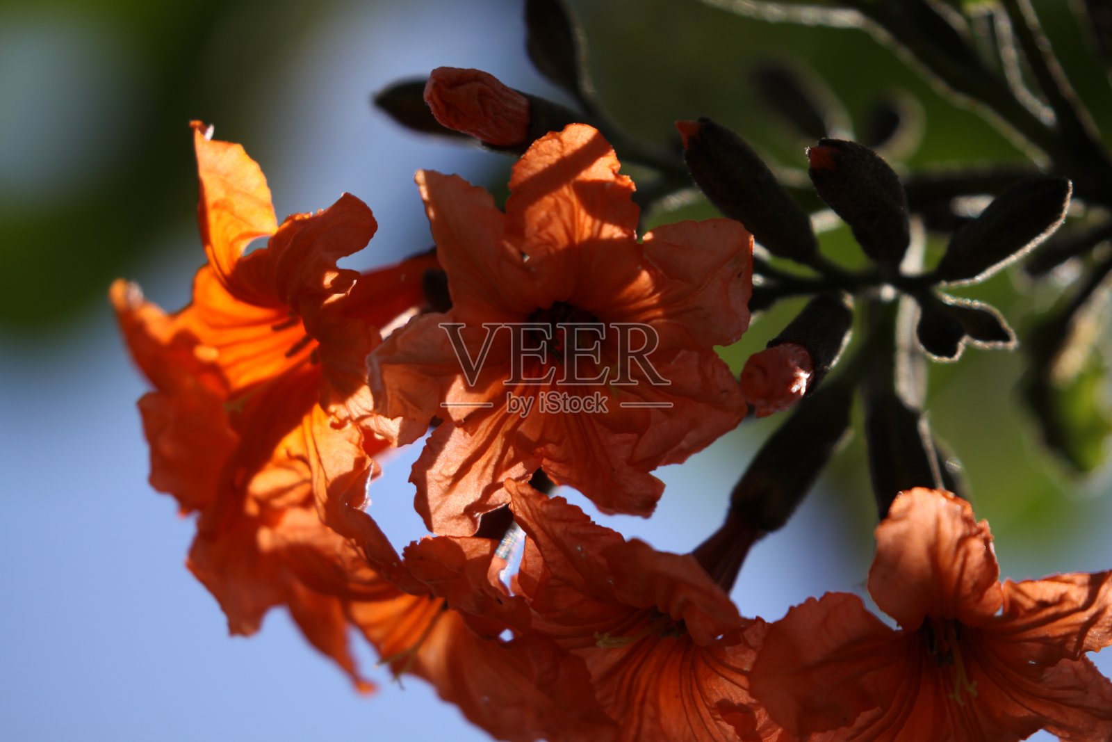 2020年6月21日，佛罗里达州盖革树橙色花朵在夏季盛开照片摄影图片