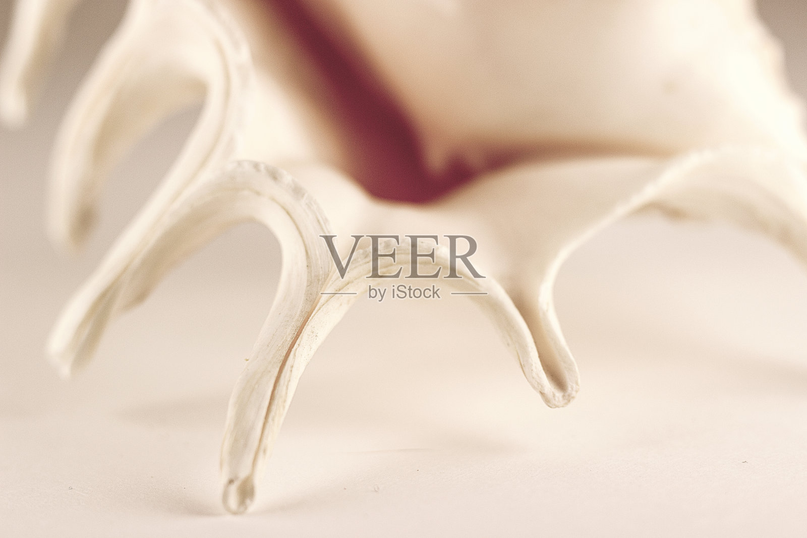 美丽的米色海贝壳在白色的背景。艺术摄影。有选择性的重点。宏。照片摄影图片