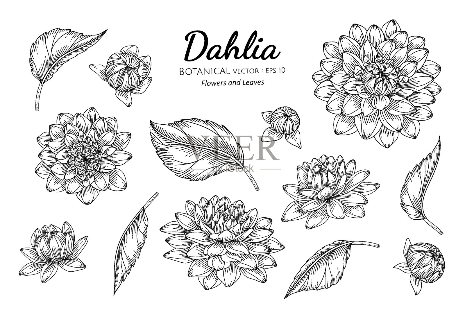 一套大丽花和叶子手绘植物插图与线条艺术在白色的背景。插画图片素材