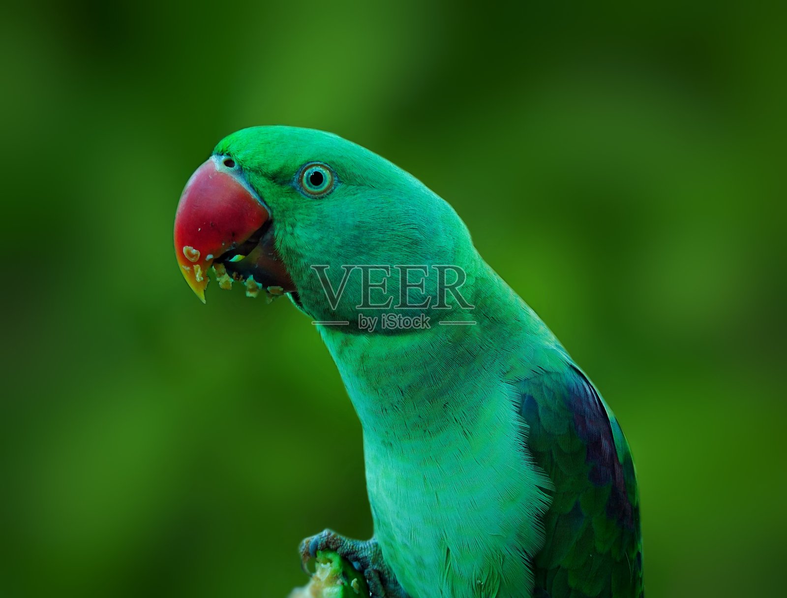 绿鹦鹉照片摄影图片