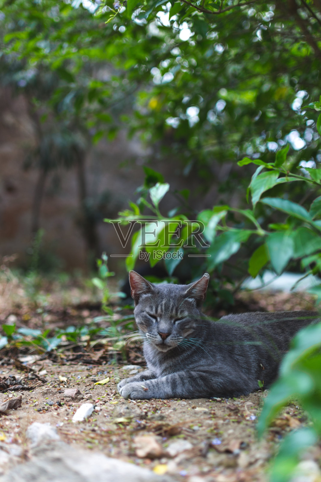 猫在布什照片摄影图片