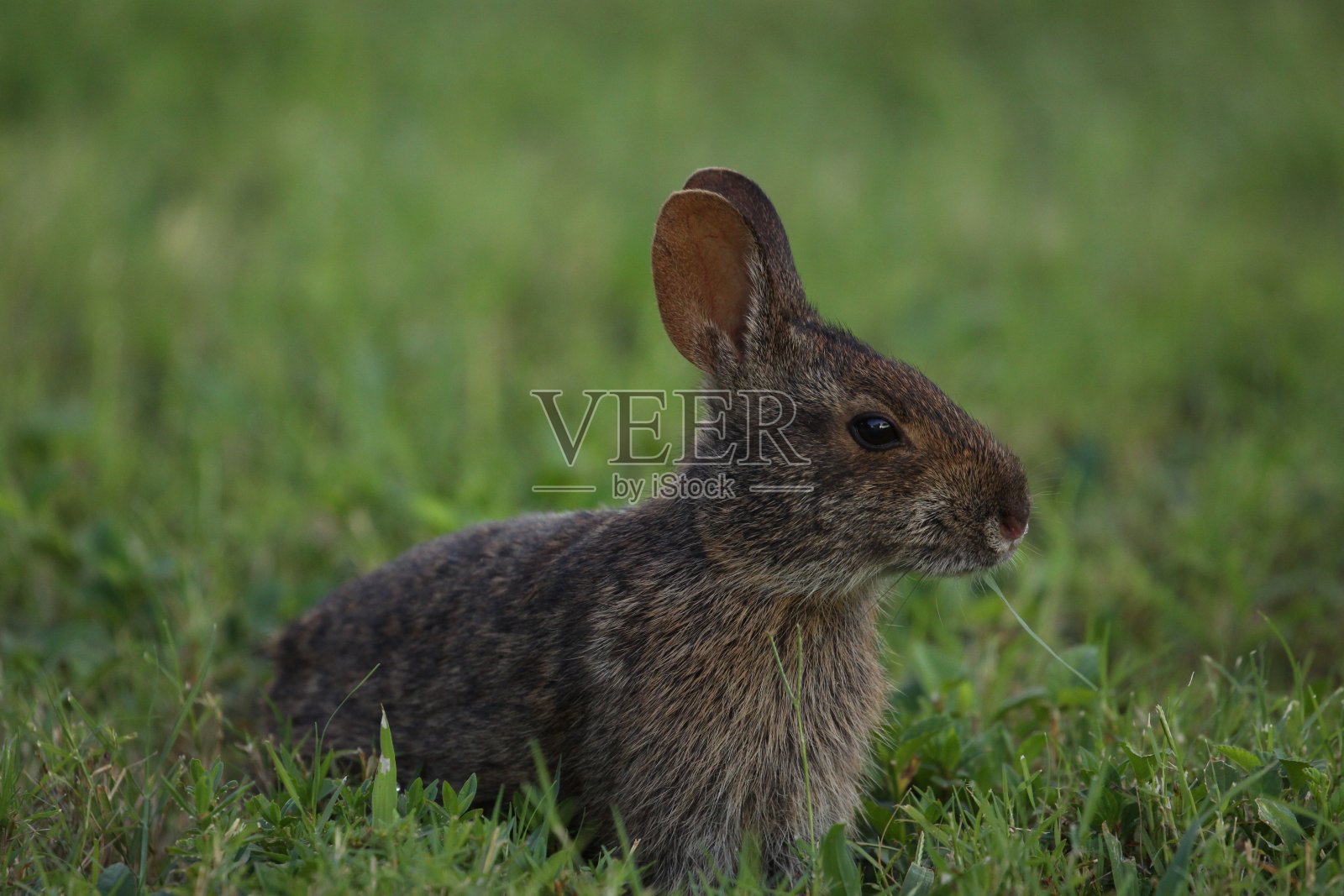 2020年7月19日，佛罗里达州印第安河泻湖边的沼泽兔照片摄影图片