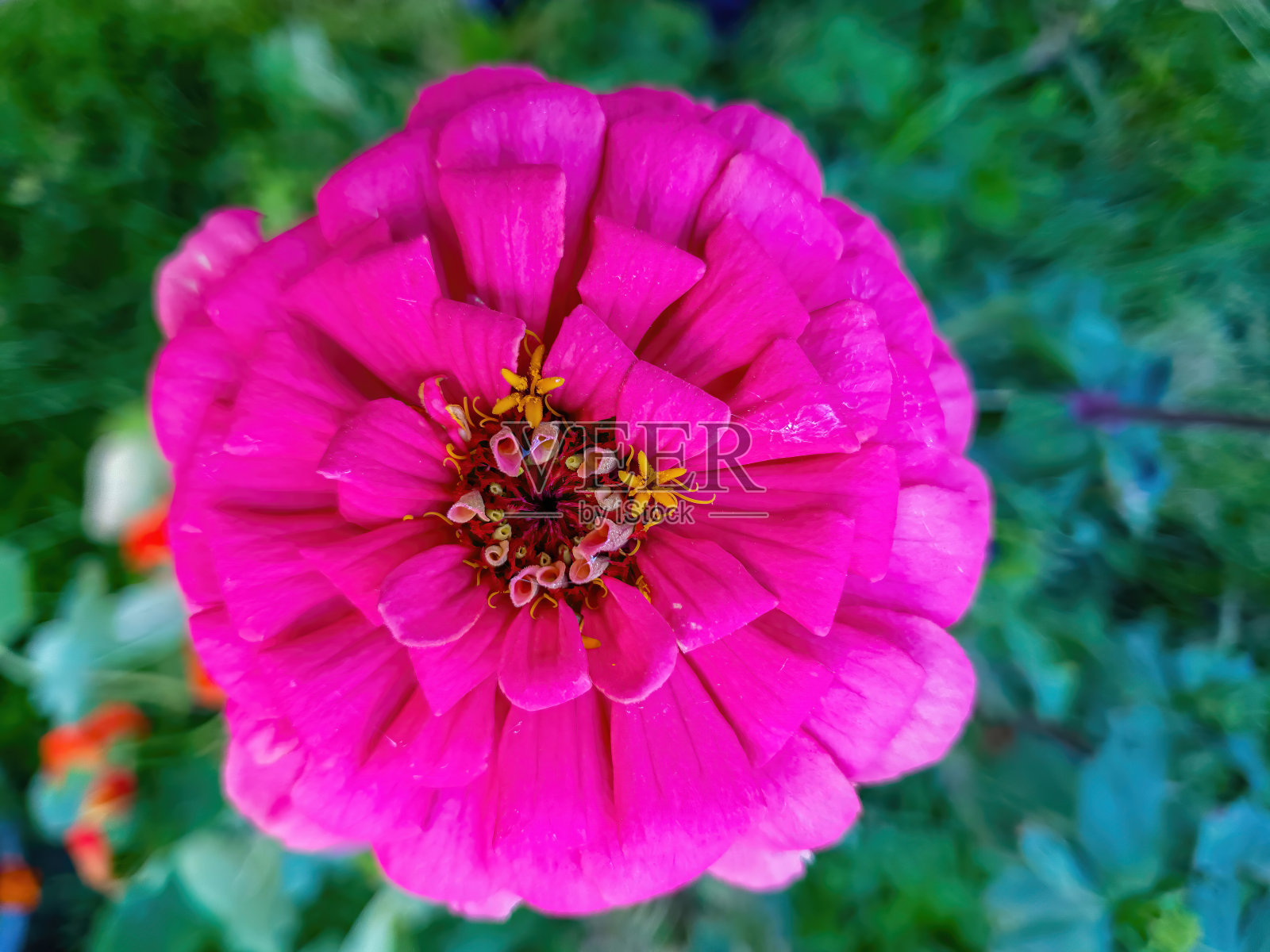 粉红色的绒毛花近距离在花园里照片摄影图片