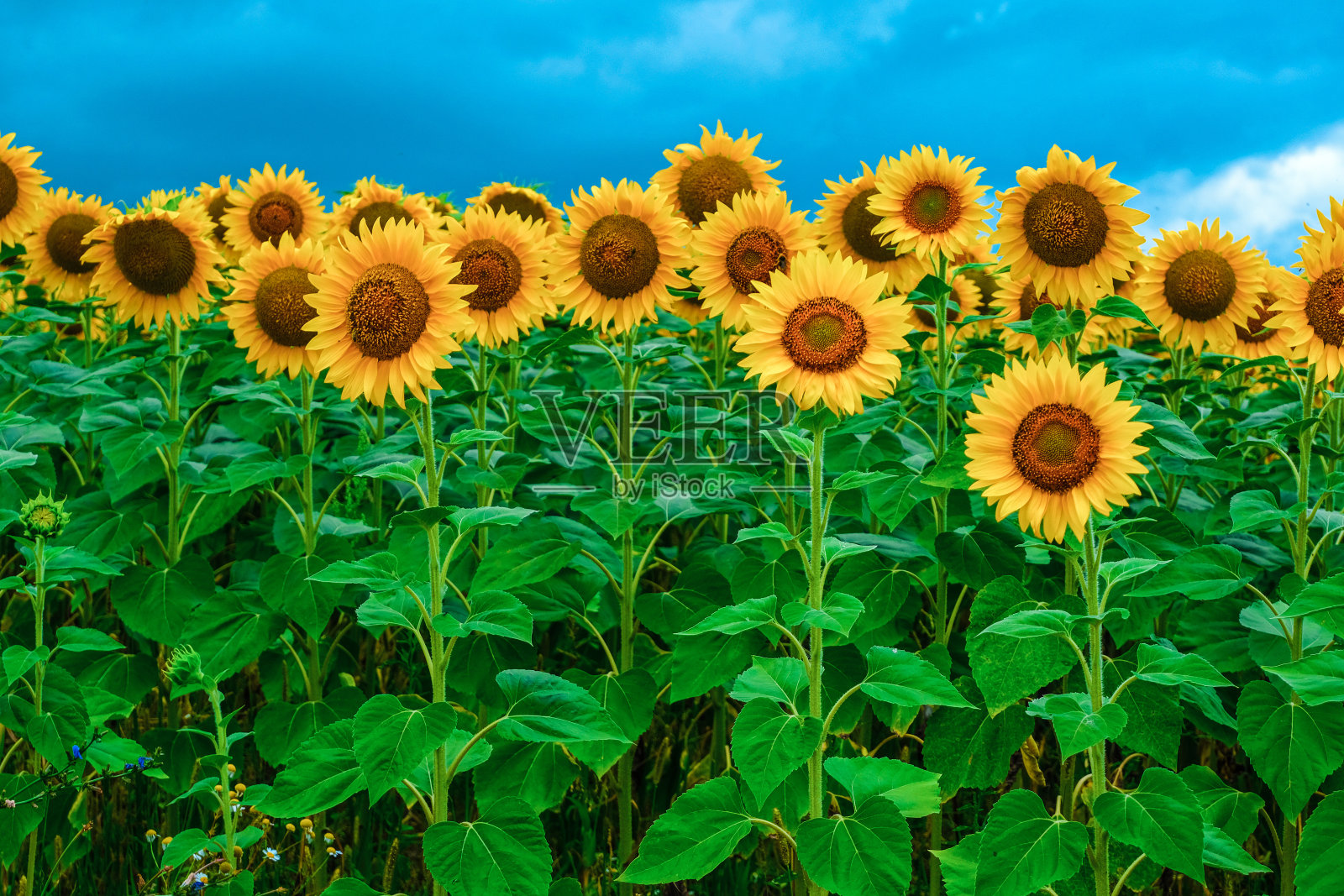 向日葵田景观。田野上盛开的向日葵在一个背景日落。向日葵的自然背景,照片摄影图片