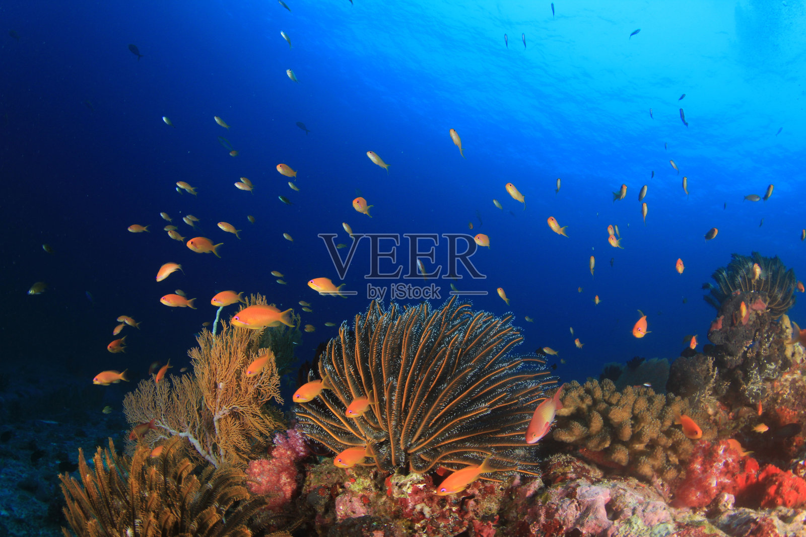 珊瑚礁上的鱼照片摄影图片