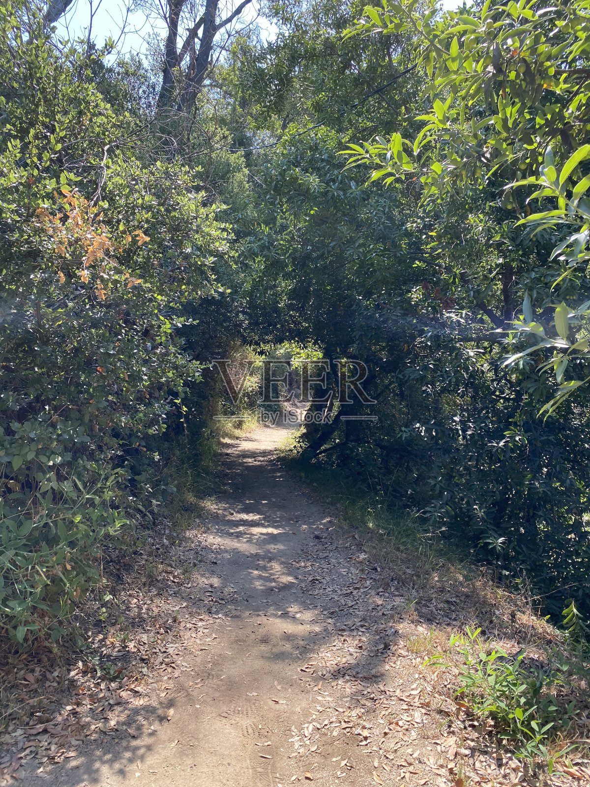 大苏尔加州照片摄影图片