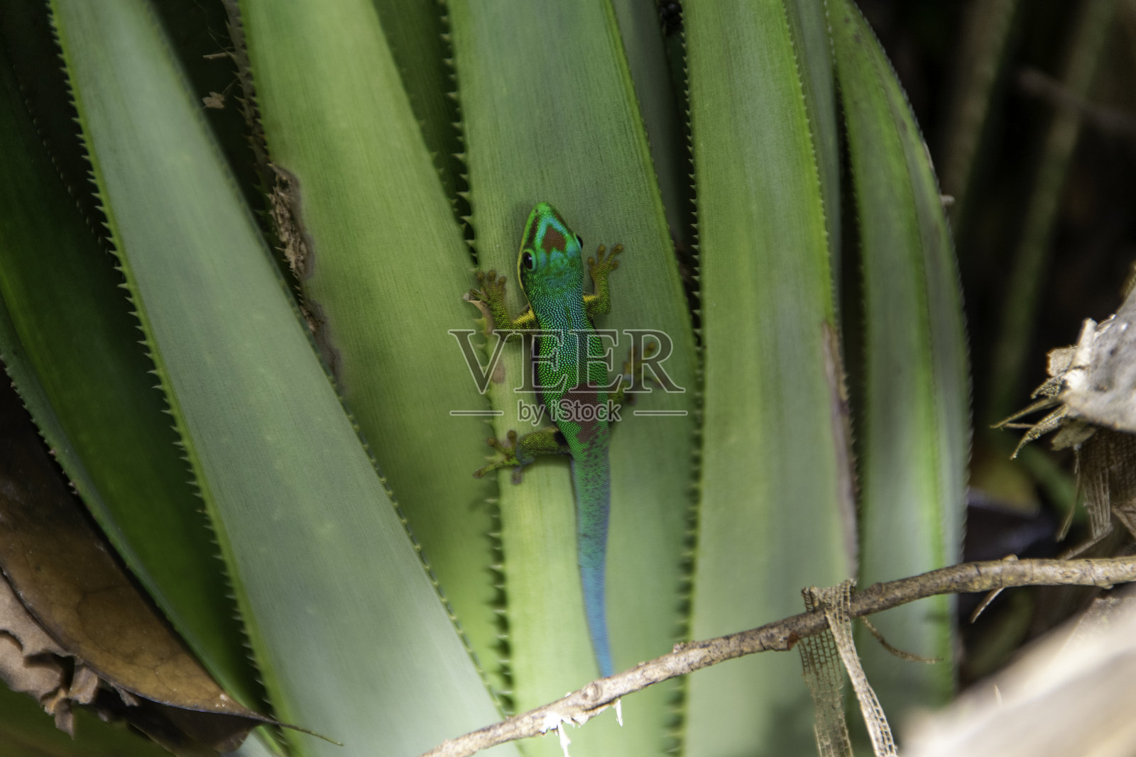 马达加斯加的蜥蜴。照片摄影图片