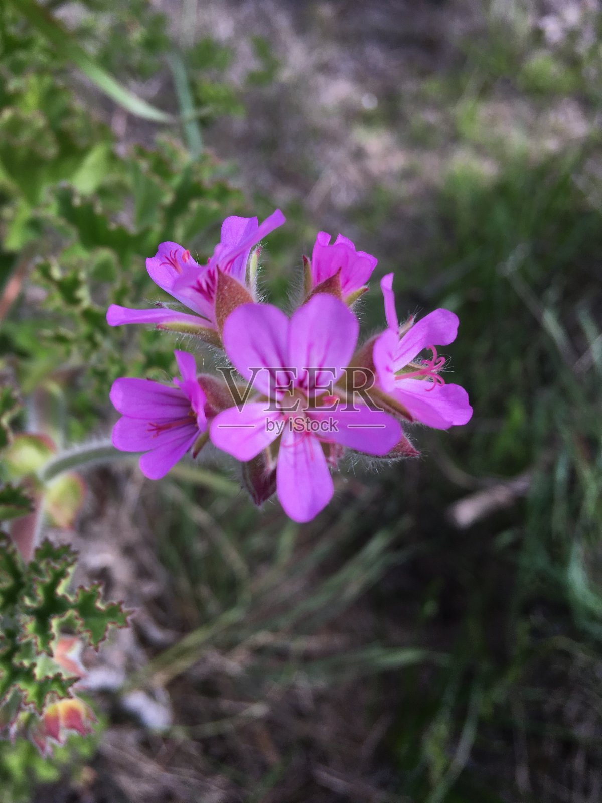 小的紫色的花照片摄影图片