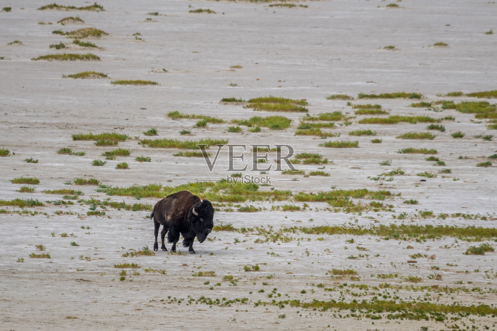 美国犹他州羚羊岛州立公园野外的美洲野牛照片摄影图片