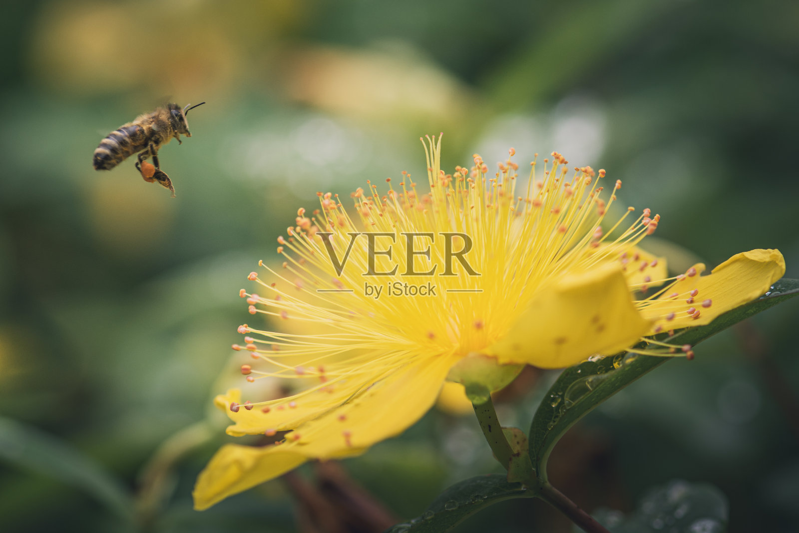 蜜蜂在黄色的圣约翰草花上照片摄影图片