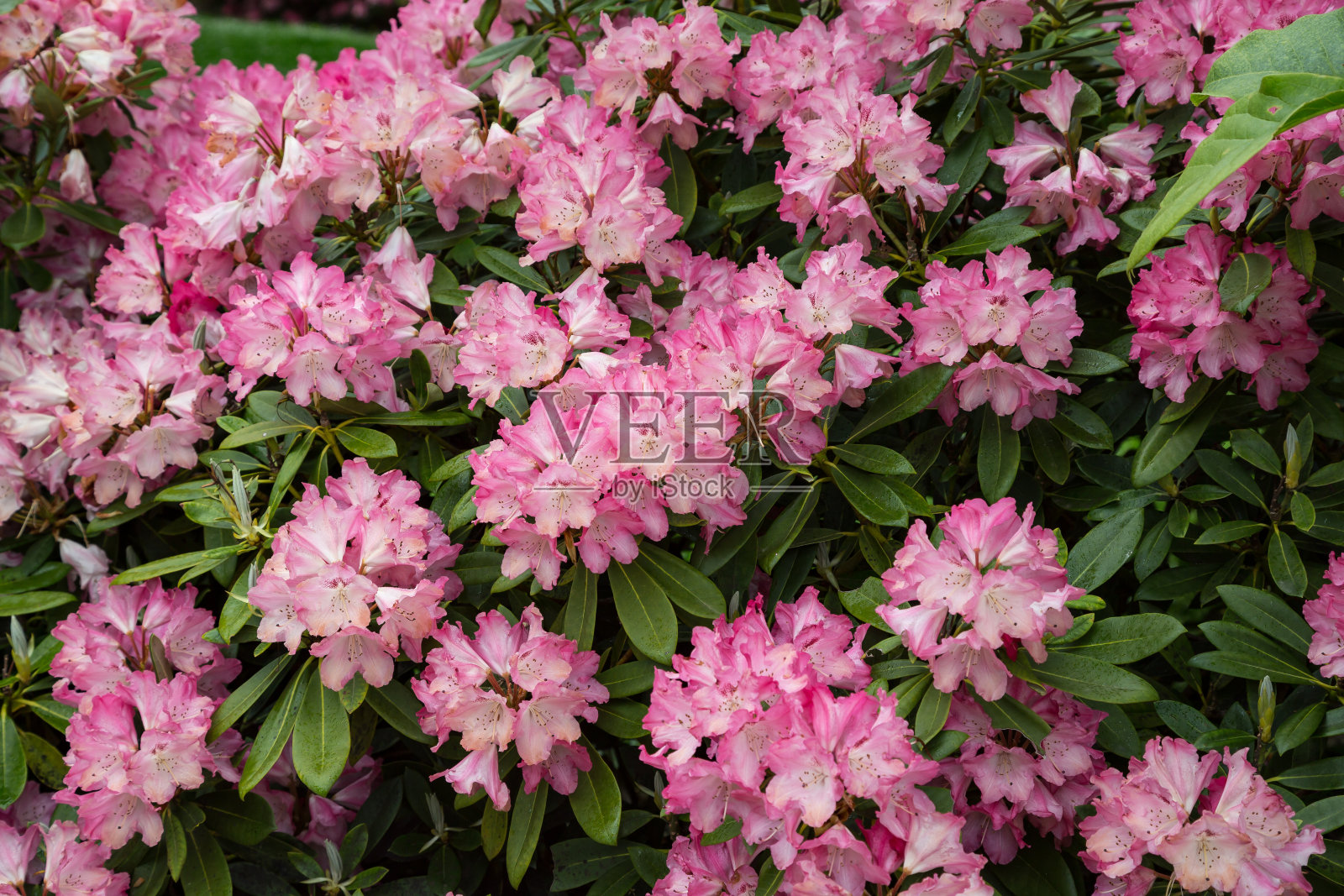 英国康沃尔盛开的粉红色杜鹃花照片摄影图片