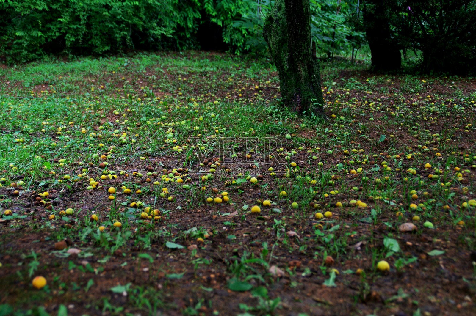树叶和果实在风雨中飘落。照片摄影图片