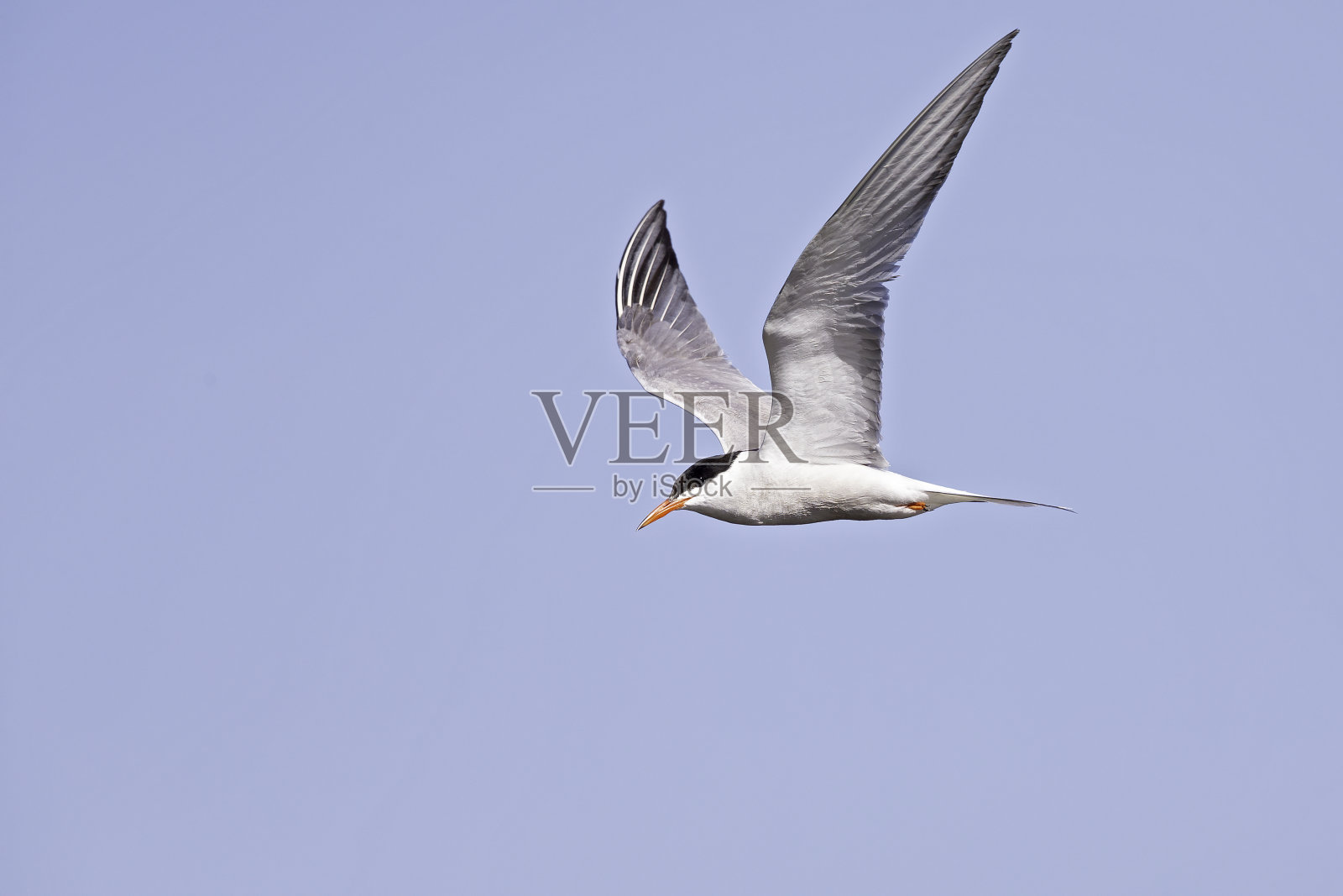 普通燕鸥(海燕鸥)在飞行中全速捕食小鱼。照片摄影图片