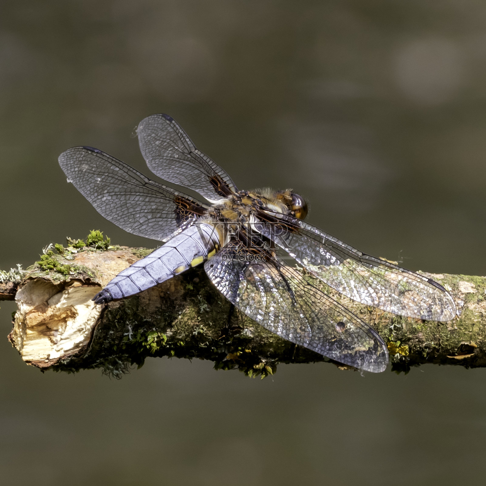 Broad-Bodied猎人蜻蜓照片摄影图片
