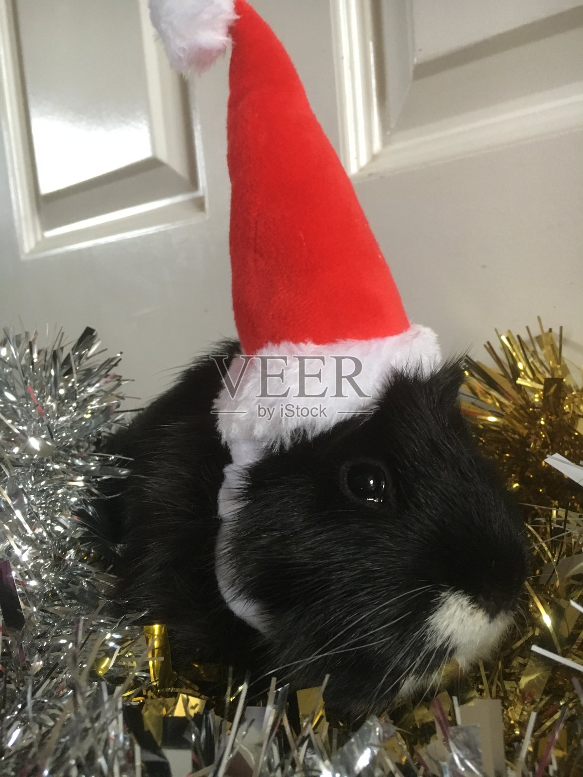 圣诞快乐，宠物爱，可爱的天竺鼠为圣诞节做好准备照片摄影图片