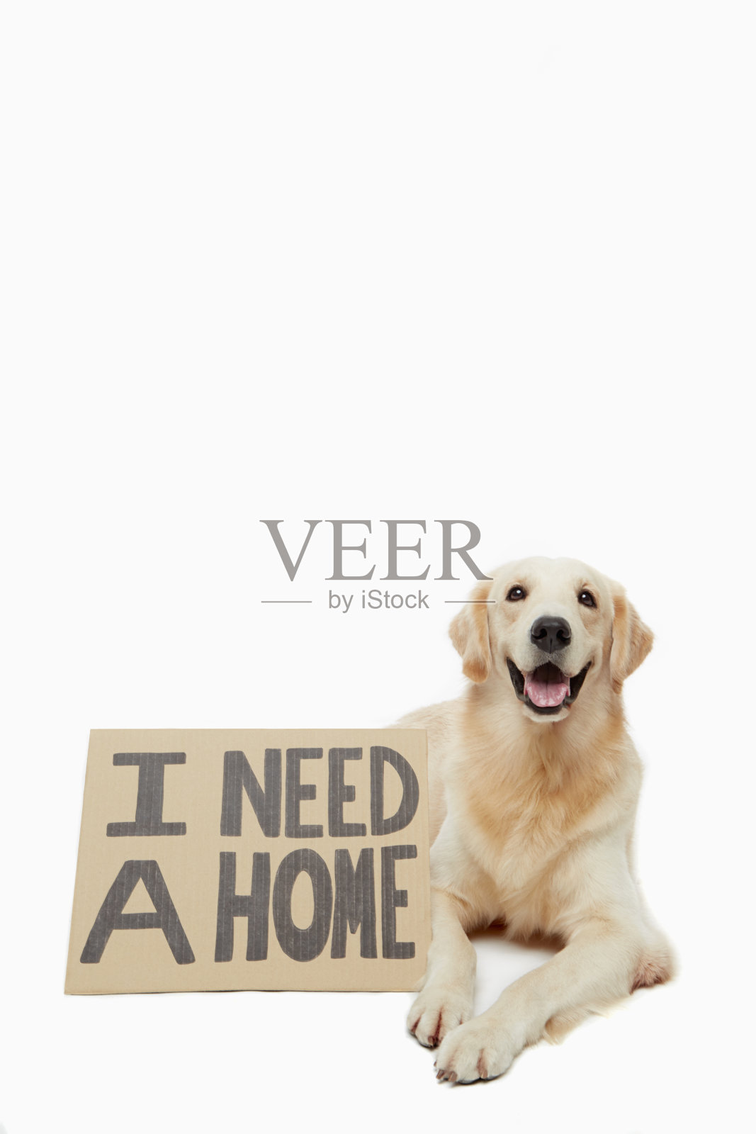 等待被领养的狗照片摄影图片