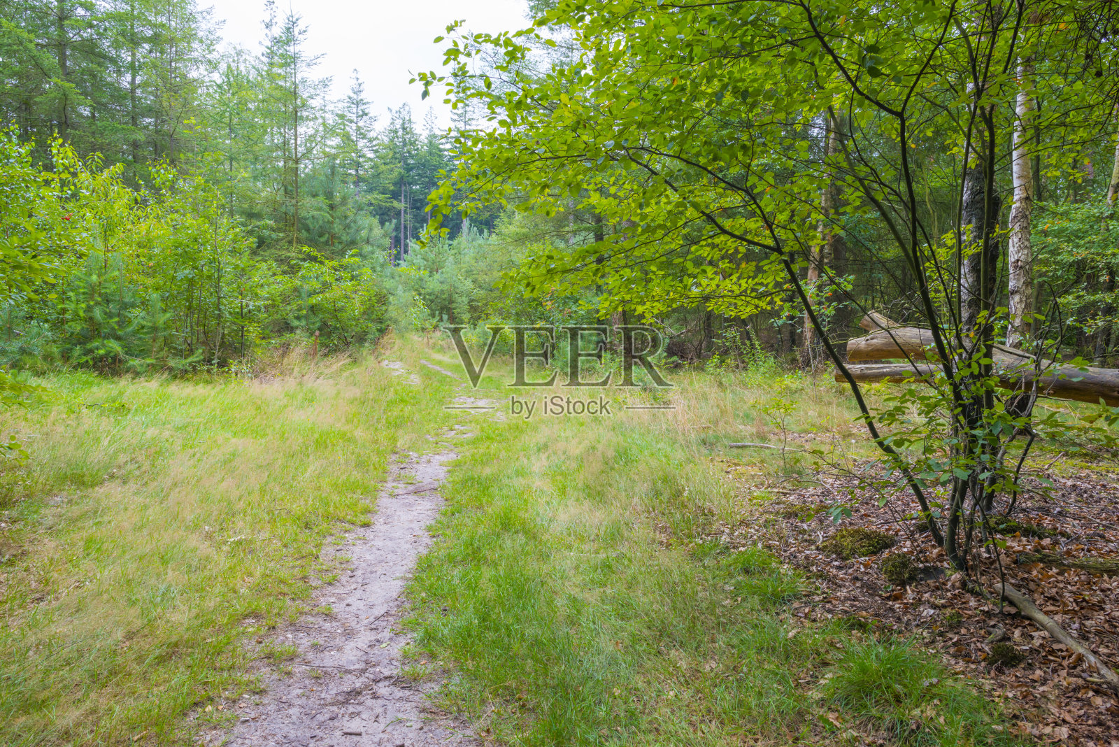 落叶树在森林的阴影中，在夏天的阳光照片摄影图片
