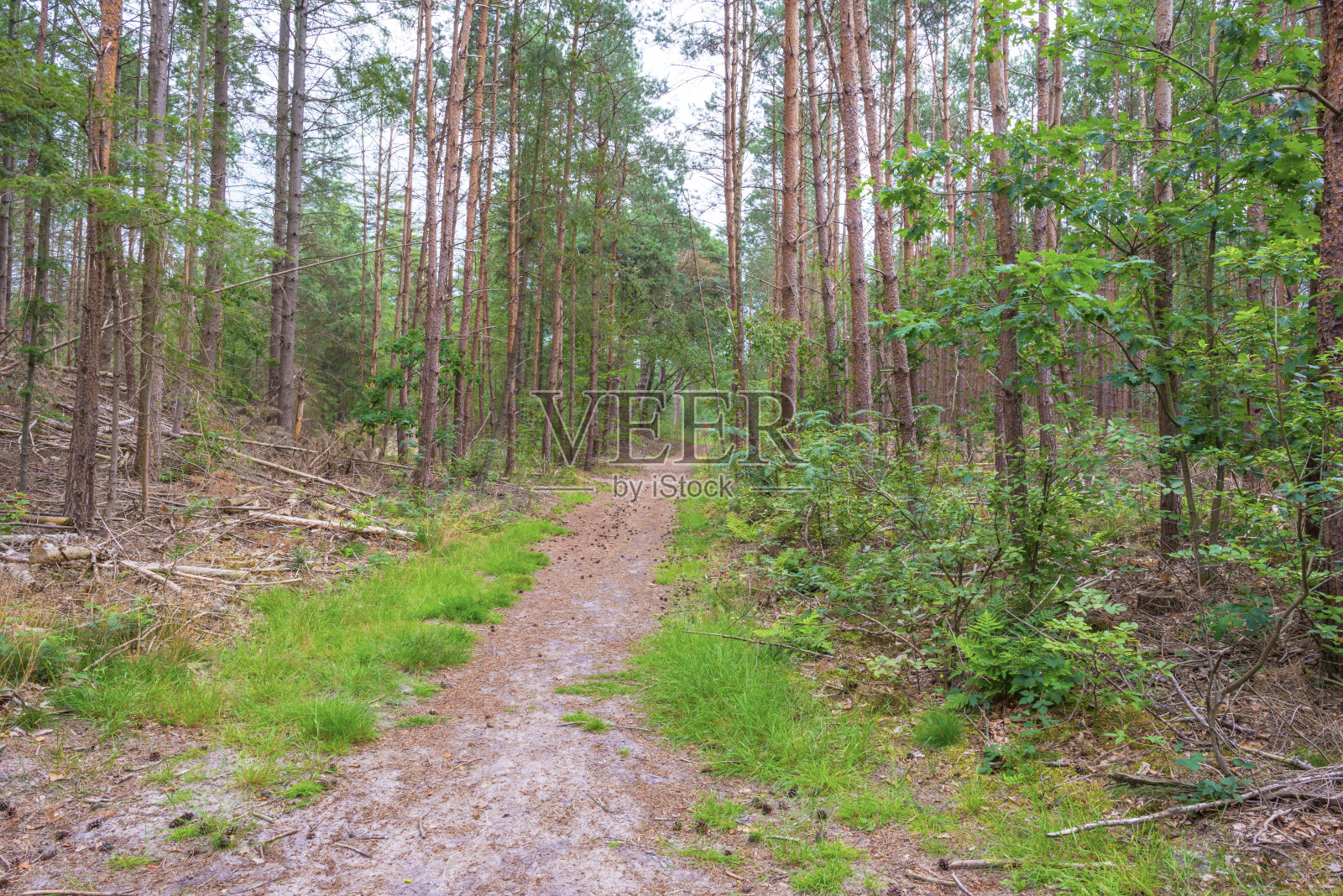 落叶树在森林的阴影中，在夏天的阳光照片摄影图片