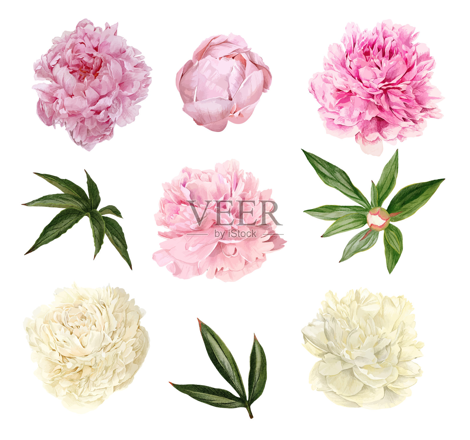 牡丹花郁郁葱葱，叶和芽，花集插画图片素材