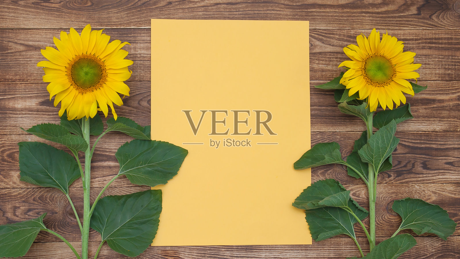明亮的向日葵在一个古老的木制背景，黄色的叶子插入文本照片摄影图片