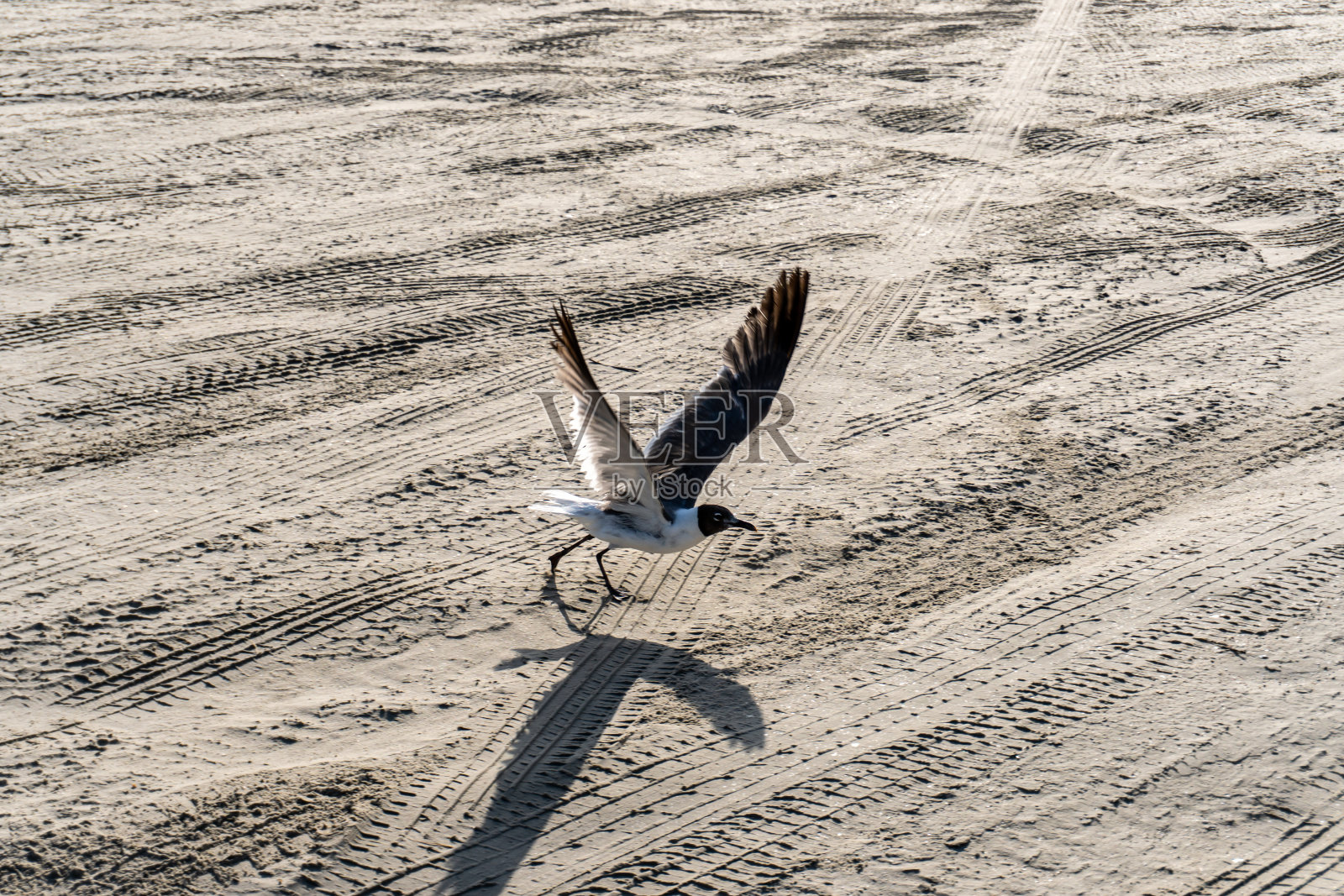 微风中的德州海鸥照片摄影图片