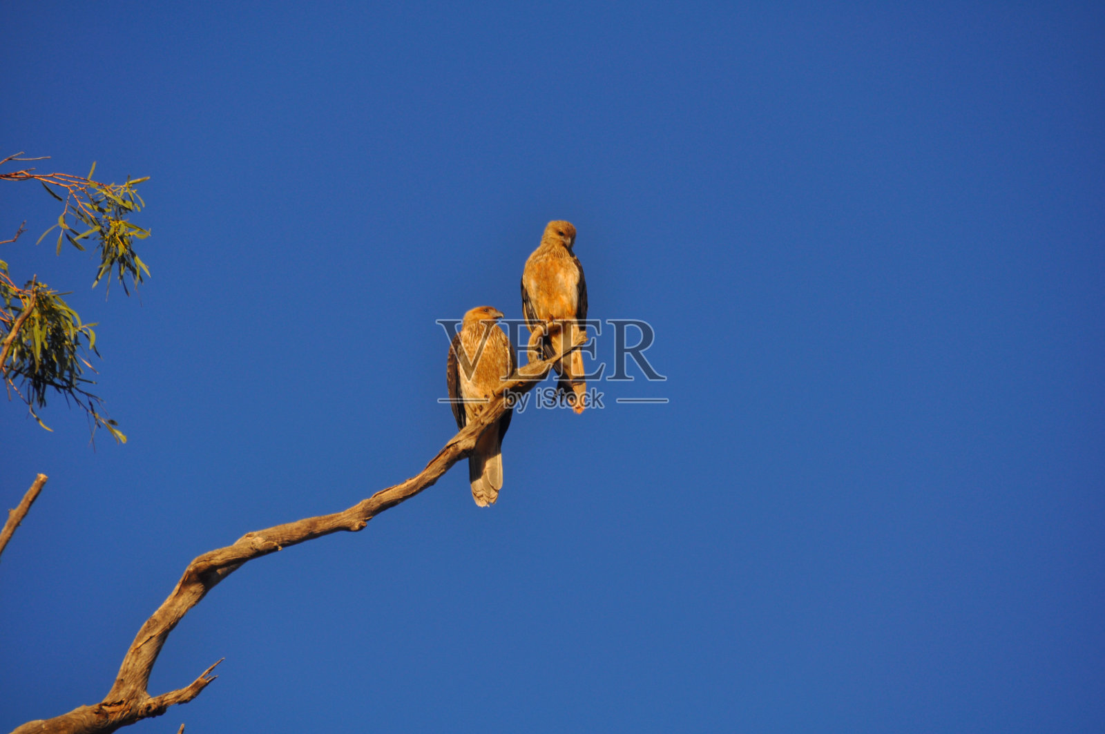 一对鸣笛风筝，中等大小的猛禽栖息在树枝上照片摄影图片