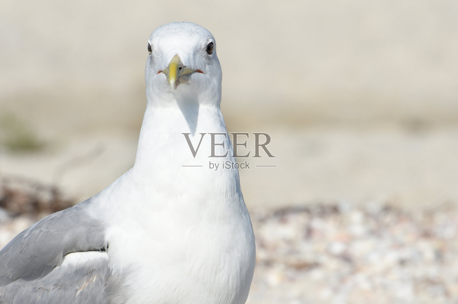 沙滩上的海鸥。前视图。副本的空间。照片摄影图片
