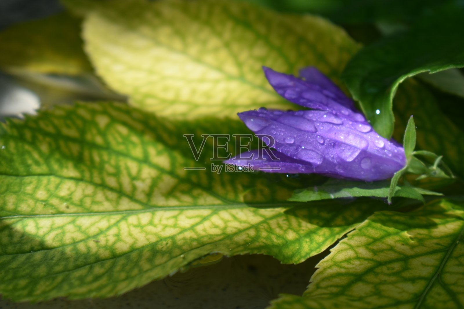 风铃草照片摄影图片