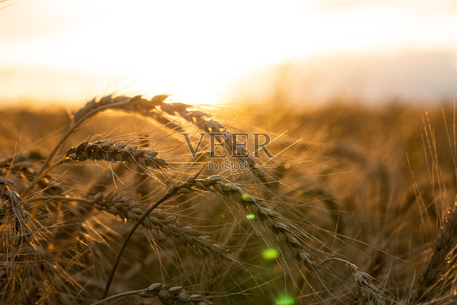 农业领域。夕阳背景下成熟的麦穗。丰收的概念照片摄影图片