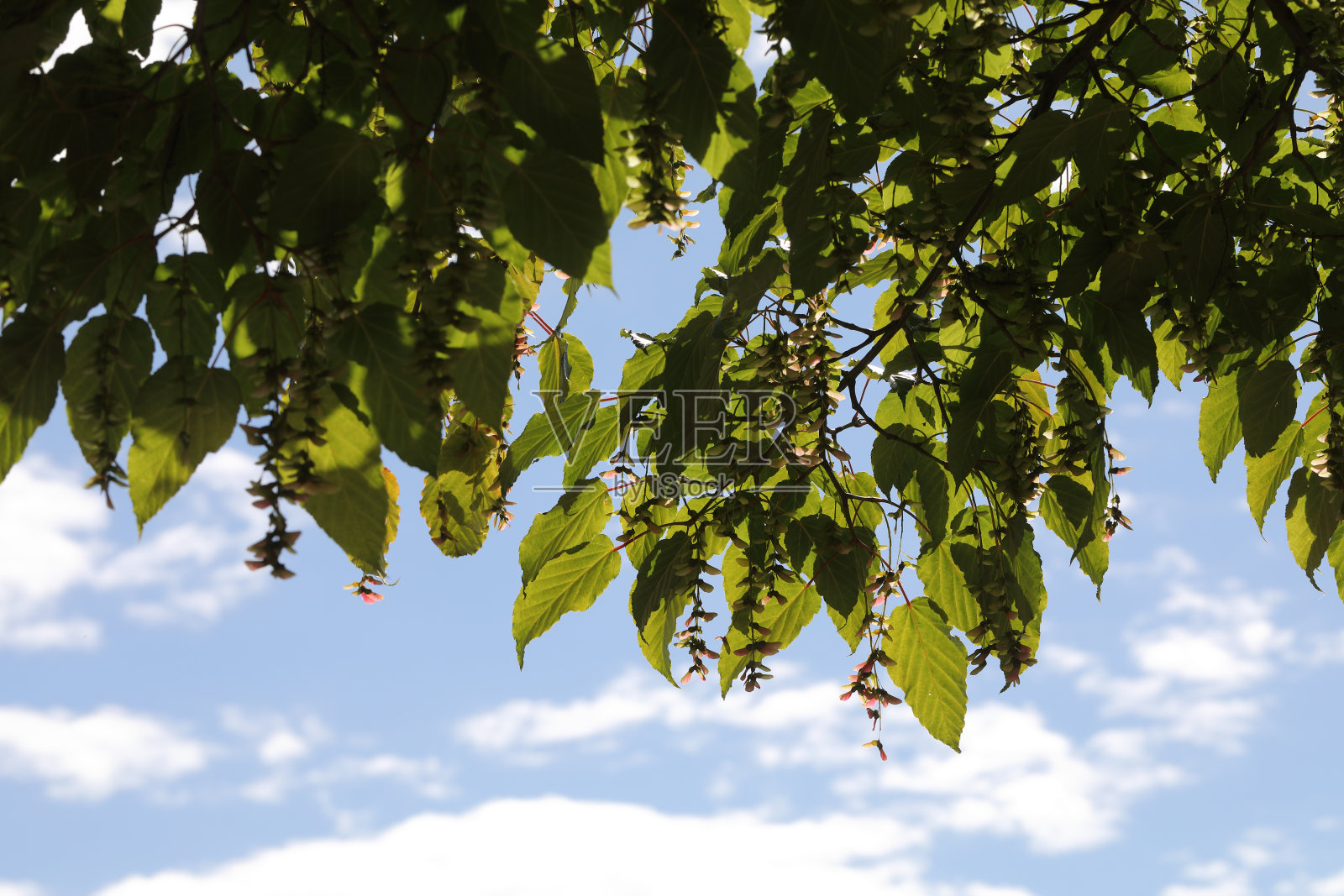 蛇皮枫的有翼的种子和叶子照片摄影图片