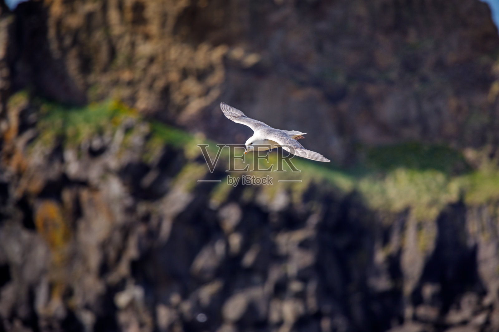 飞翔的海鸥靠近鸟崖照片摄影图片
