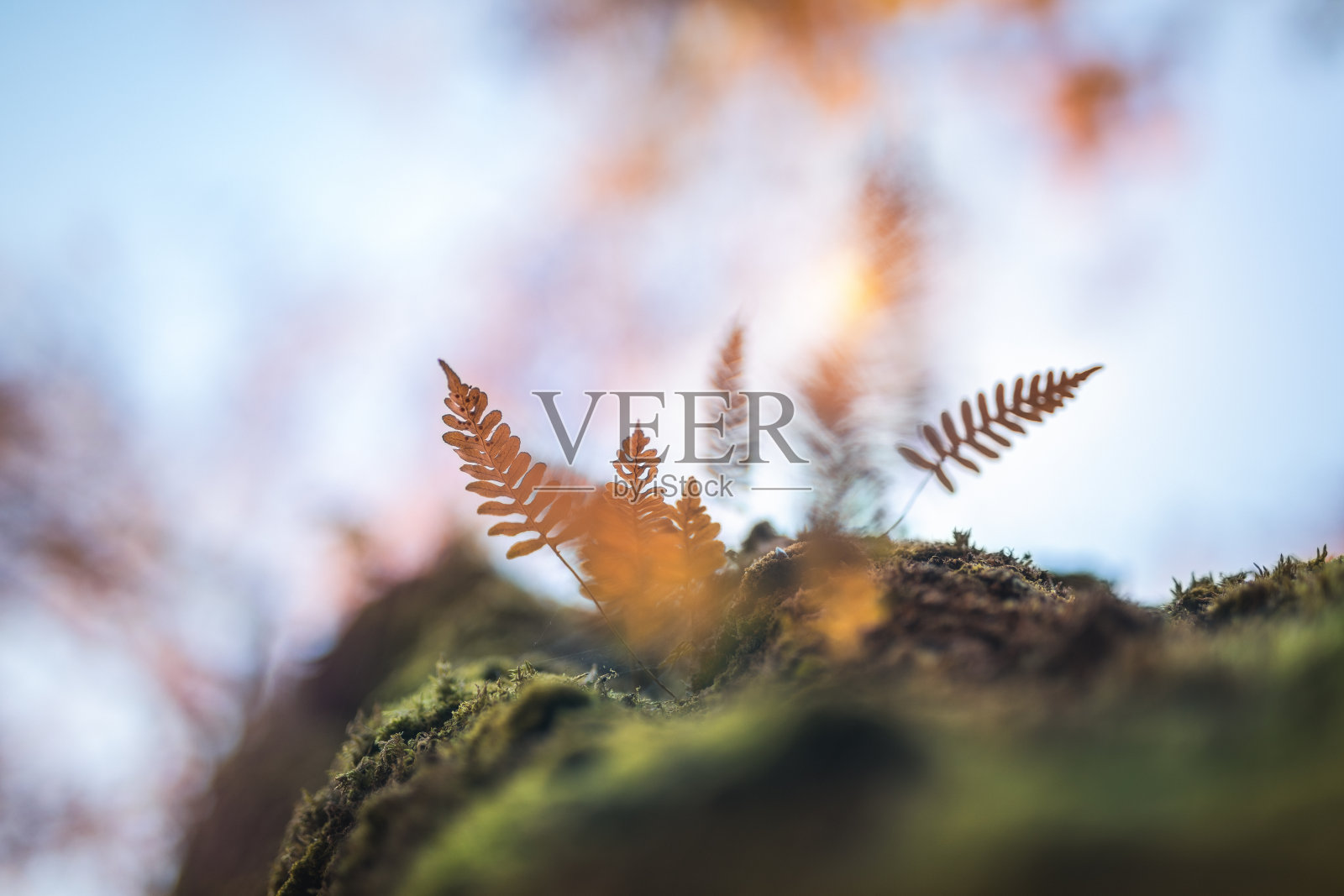 秋天照片摄影图片