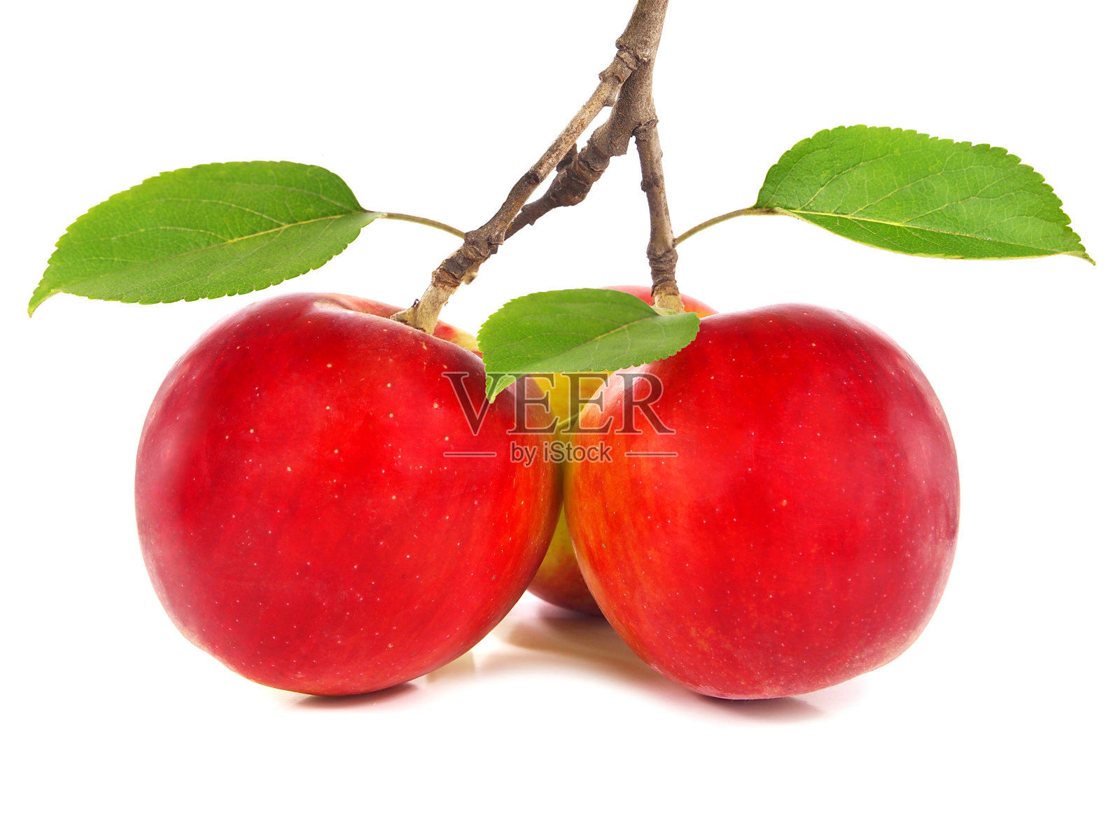 有成熟的红苹果果实的苹果树枝孤立在白色上照片摄影图片