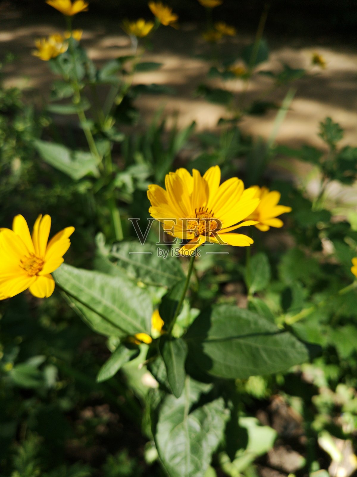 花园里的黄花正值花期照片摄影图片