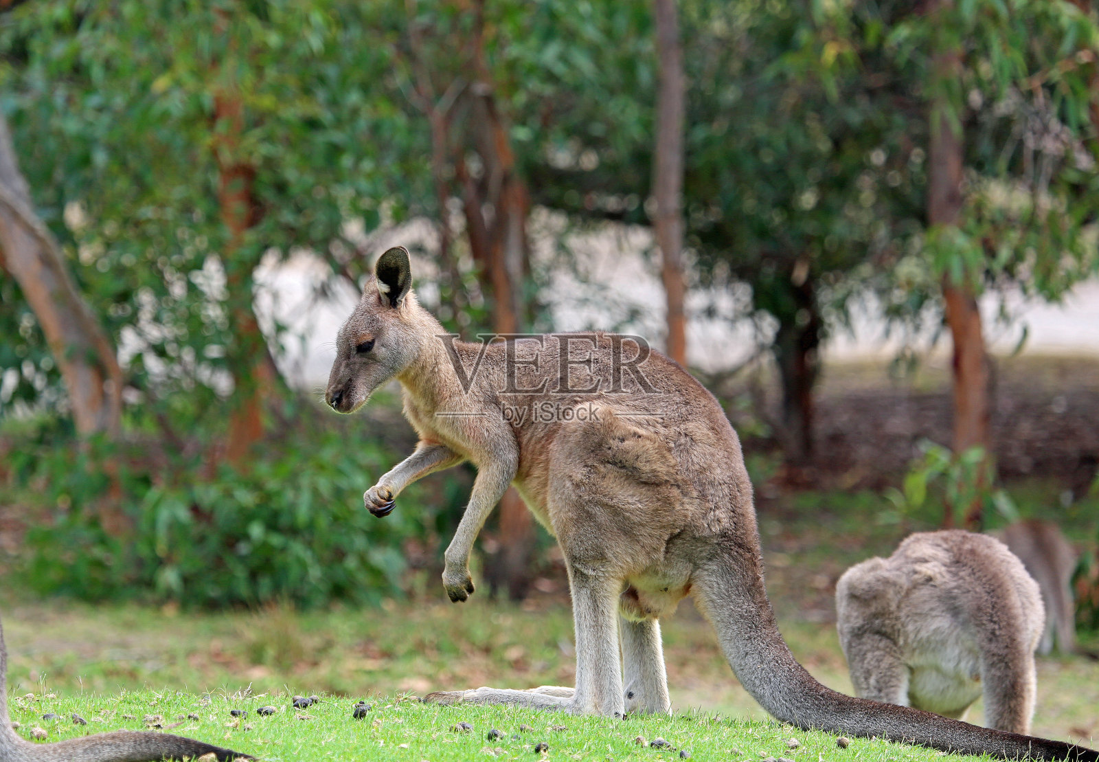 年轻的女袋鼠照片摄影图片